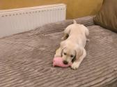 Kilmingi labradoro retriveriai - nuotraukos Nr. 7