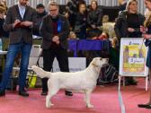 Kilmingi labradoro retriveriai - nuotraukos Nr. 8