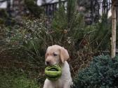 Kilmingi labradoro retriveriai - nuotraukos Nr. 9