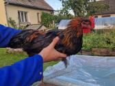 Parduodu maranu veisles gaidzius - nuotraukos Nr. 2