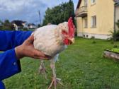 Parduodu maranu veisles gaidzius - nuotraukos Nr. 4