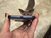 iPhone 17 Pro Max - nuotraukos Nr. 5