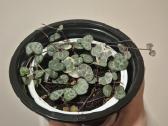 Alocasia regal shield, ceropegija - nuotraukos Nr. 2
