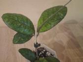 Hoya - nuotraukos Nr. 2