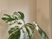 Monstera deliciosa variegata - nuotraukos Nr. 2