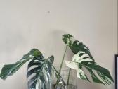 Monstera deliciosa variegata - nuotraukos Nr. 3