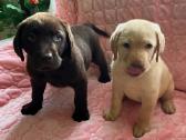 Parduodami Labradoro retriveriai. - nuotraukos Nr. 2