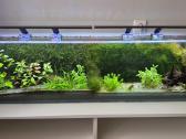Akvariumas 50ltr - nuotraukos Nr. 2