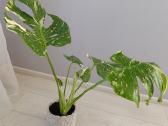 Monstera thai constellation - nuotraukos Nr. 2