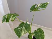 Monstera thai constellation - nuotraukos Nr. 3