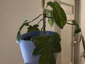 Philodendron Florida - nuotraukos Nr. 3