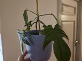 Philodendron Florida - nuotraukos Nr. 4