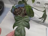 Philodendron Florida - nuotraukos Nr. 2