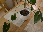 Philodendron Felix - nuotraukos Nr. 2