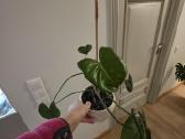 Philodendron Felix - nuotraukos Nr. 3
