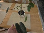 Philodendron Felix - nuotraukos Nr. 4