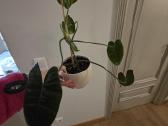 Philodendron Felix - nuotraukos Nr. 5