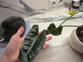 Philodendron Felix - nuotraukos Nr. 6
