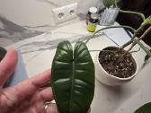 Philodendron Felix - nuotraukos Nr. 7