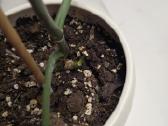 Philodendron Felix - nuotraukos Nr. 8