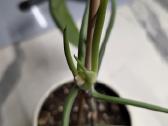 Philodendron Felix - nuotraukos Nr. 9