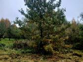 Parduodamas 1,4 ha žemės ūkio paskirties sklypas - nuotraukos Nr. 17