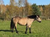 Parduodamos kumelės. - nuotraukos Nr. 2