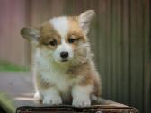 Welsh corgi pembroke boys & girls - nuotraukos Nr. 3