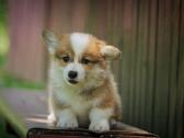 Welsh corgi pembroke boys & girls - nuotraukos Nr. 4