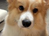 Welsh corgi pembroke boys & girls - nuotraukos Nr. 7