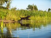 Garbanotas retriveris / Curly coated retriever - nuotraukos Nr. 7