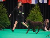 Garbanotas retriveris / Curly coated retriever - nuotraukos Nr. 6