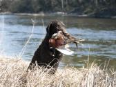 Garbanotas retriveris / Curly coated retriever - nuotraukos Nr. 8
