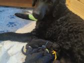 Garbanotas retriveris / Curly coated retriever - nuotraukos Nr. 3