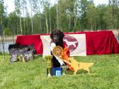 Garbanotas retriveris / Curly coated retriever - nuotraukos Nr. 9
