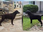Garbanotas retriveris / Curly coated retriever - nuotraukos Nr. 2