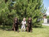 Garbanotas retriveris / Curly coated retriever - nuotraukos Nr. 10