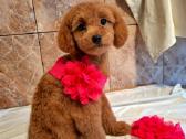 Cavapoo - nuotraukos Nr. 3
