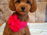 Cavapoo - nuotraukos Nr. 5