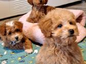 Cavapoo - nuotraukos Nr. 17