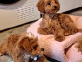 Cavapoo - nuotraukos Nr. 18
