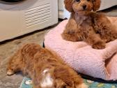 Cavapoo - nuotraukos Nr. 19