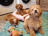 Cavapoo - nuotraukos Nr. 21