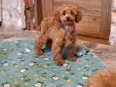 Cavapoo - nuotraukos Nr. 23