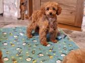 Cavapoo - nuotraukos Nr. 26