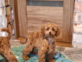 Cavapoo - nuotraukos Nr. 30