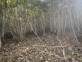 Sklypų valymas, miškų kirtimas ir biokuro ruoša - nuotraukos Nr. 2