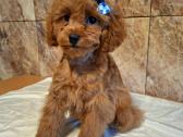 Cavapoo - nuotraukos Nr. 28