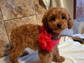 Cavapoo - nuotraukos Nr. 25