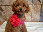 Cavapoo - nuotraukos Nr. 27